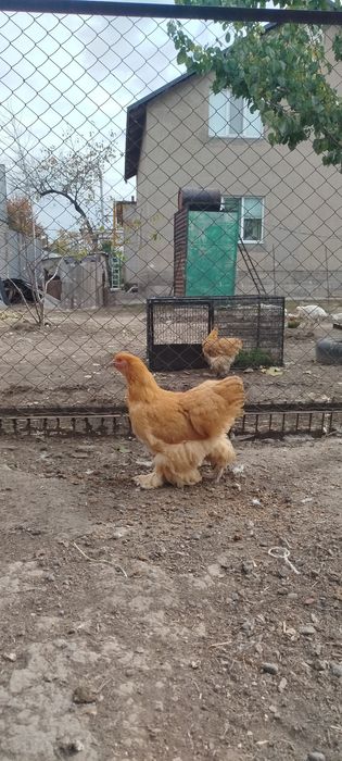 Продам семью палевого кохинхина