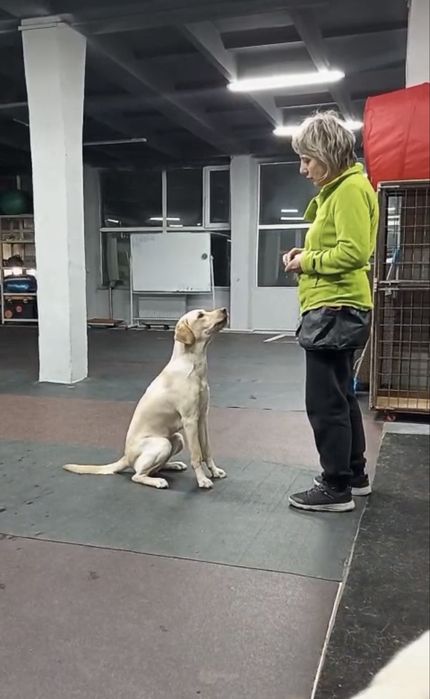 Лабрадор в добрые руки