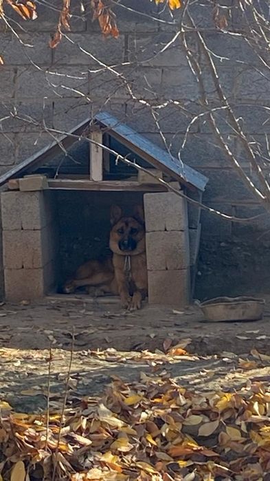 Бельгийские овчарка