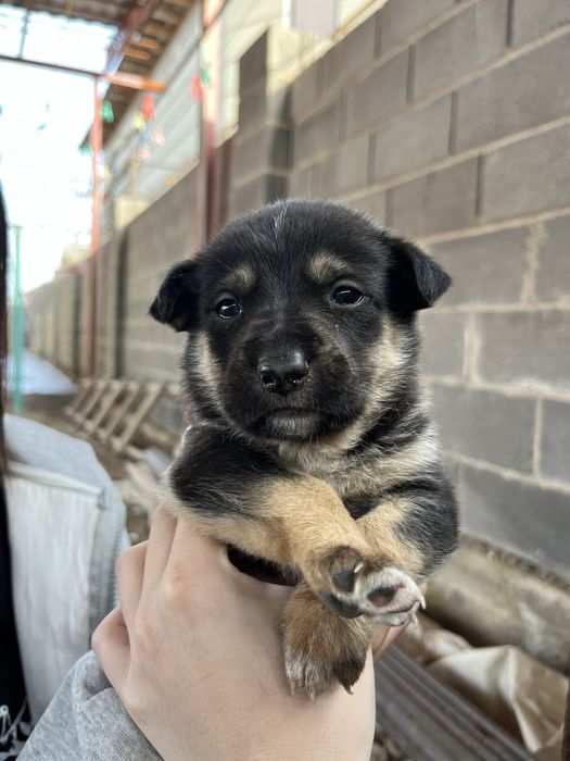 Щенята даром в хорошие руки!