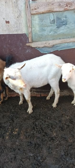 Vând țapi alpin francez și sannen