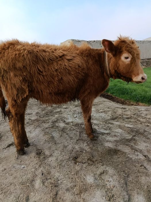 Гуножин сотилади