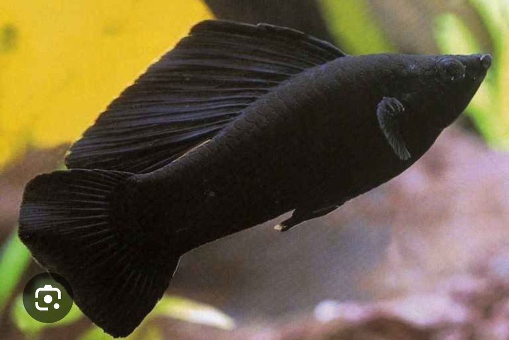 Чёрные моллинезии (велифера) 3-5 см, активные и здоровые