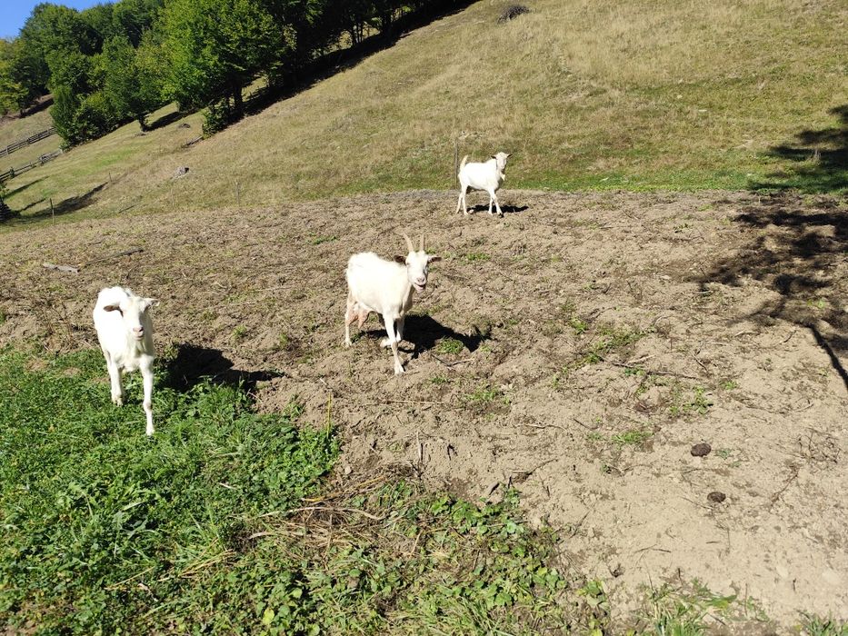 Capre Saanen rasă pură de vânzare