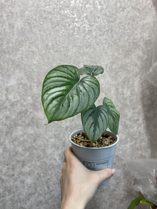 Филодендрон мамей