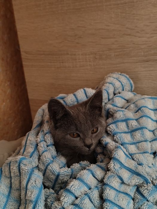 Котенок девочка серого цвета