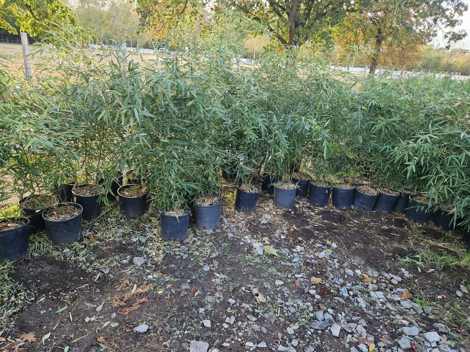 Bambus   exotic la ghiveci