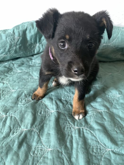 Щенок добермана