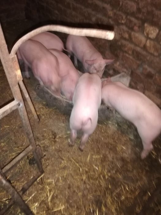 Продавам малки прасенца