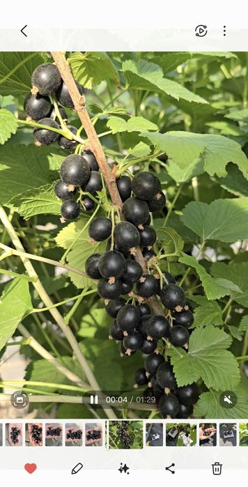 Саженцы чёрной смородины.