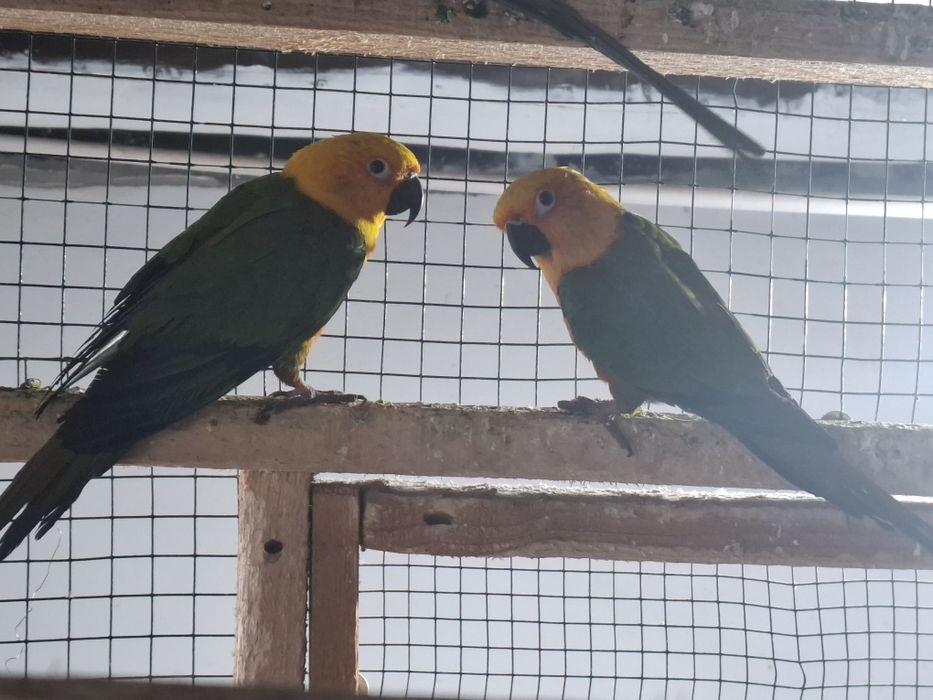 Papagali caique și aratinga jandaya