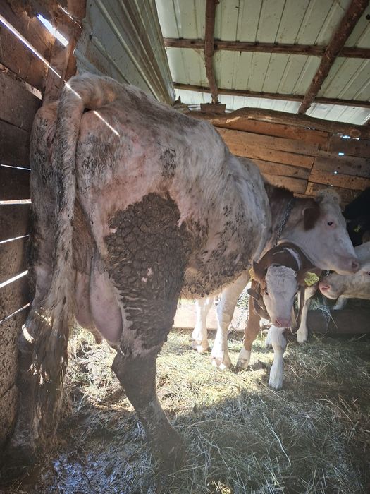 Vând vacă cu vițel