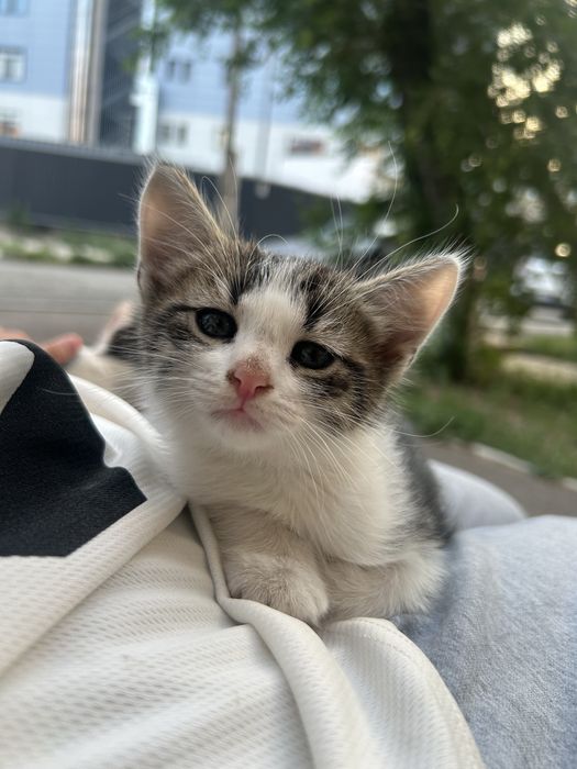 Котенок мальчик