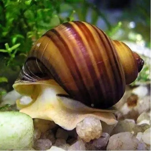 АМПУЛЯРИЙ улитка сотилади!!