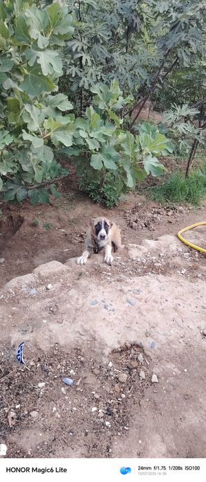 Алабай сотилади 4 ойлик кучук