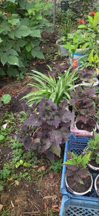 Продам недорого комнатные цветы