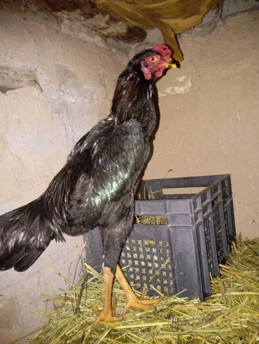 Ассаламу Алейкум! Продам Шамо