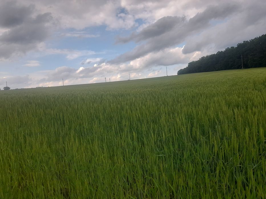 vand microferma cu  13 hectare teren