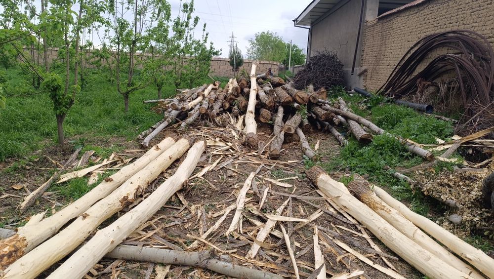 Mirza Terak sotiladi