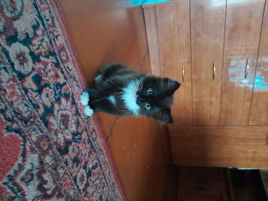 Отдам котенка самец