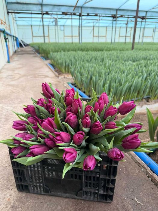 тюльпаны ТЮЛЬПАН