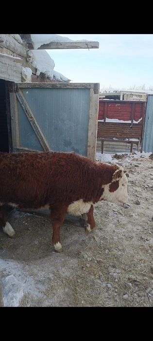 Акбас кашарлар сатылады плем статуспен