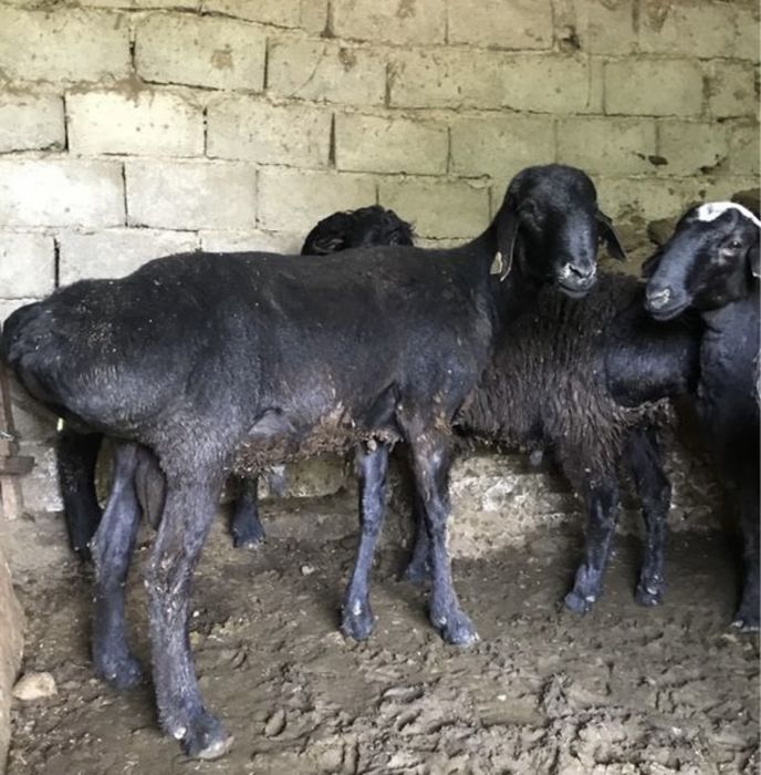 Кой токты сатылады