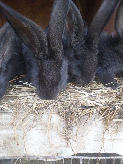 Vând iepuri uriaș albastru german