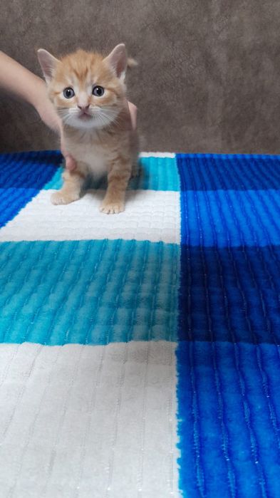Котята милые игривые