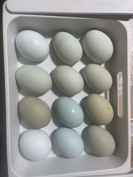 Vand oua si Bibilici , Araucana .Oua de consum fara colesterol