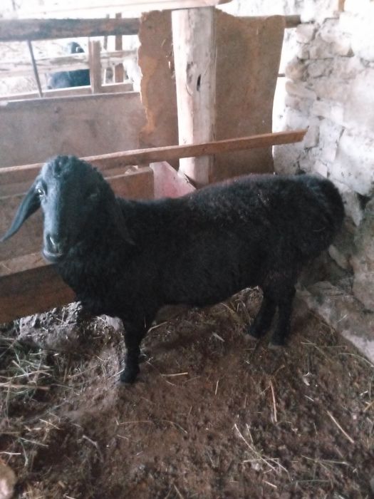 Qazoqi Qucqorca sotiladi