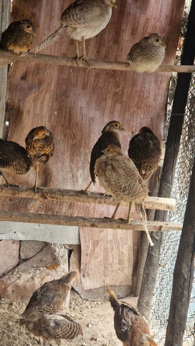 Păun mascul, fazani