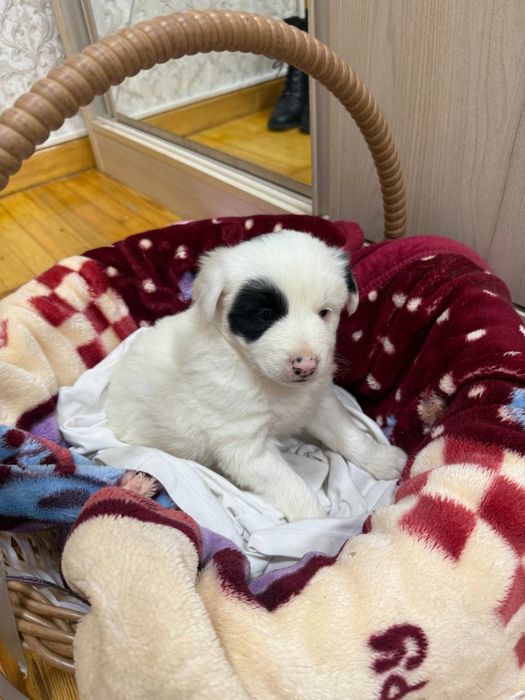 Самый красивый щенок в добрые руки