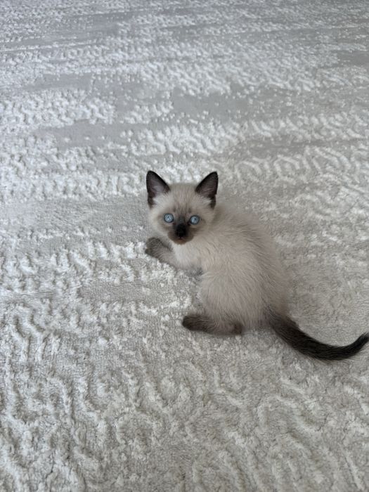 Шотландская скоттиш-страйт котенок