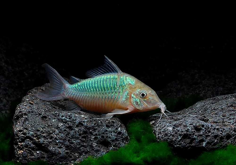 Чистельшик дна Коридорас изумрудный или зелёный сомик