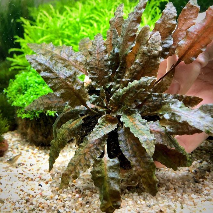 Криптокори́на Ве́ндта