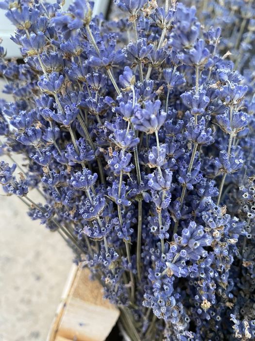Vând buchete de lavandă si floare scuturata