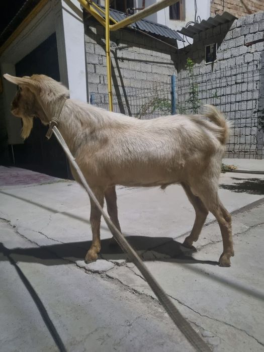 Taka  zotdor echki arendaga