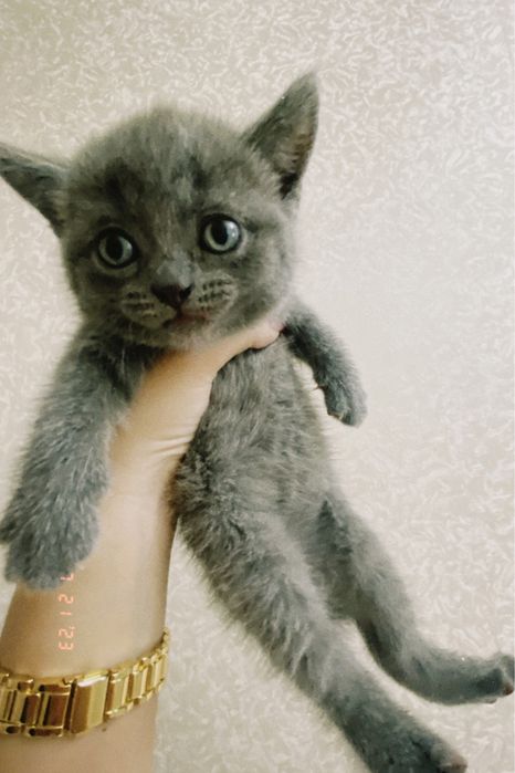 продам котенка,15000