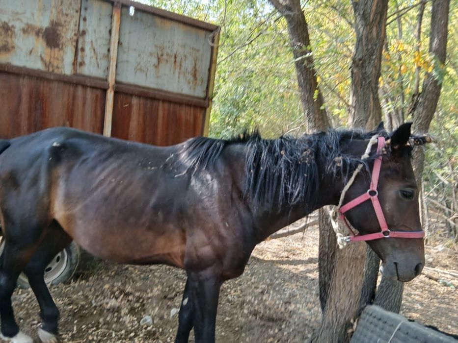 Айгыр-Жеребец 6 жасар