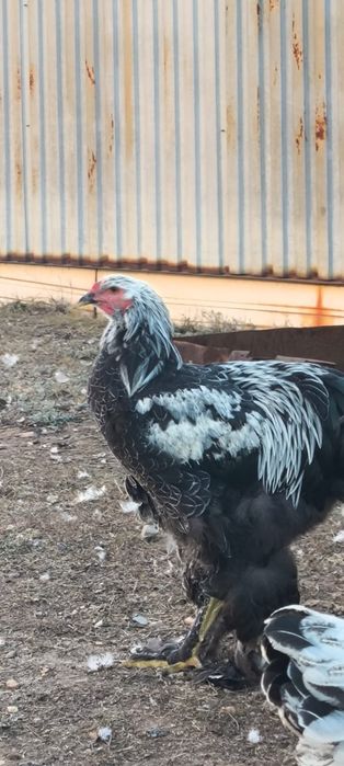 Продам куры Брама