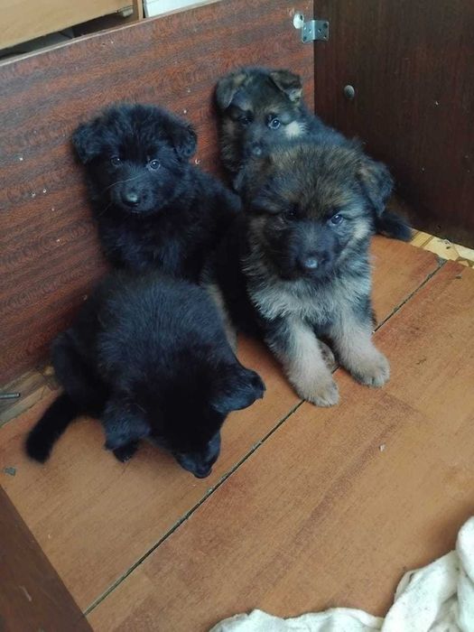 Щенки Немецкой Овчарки