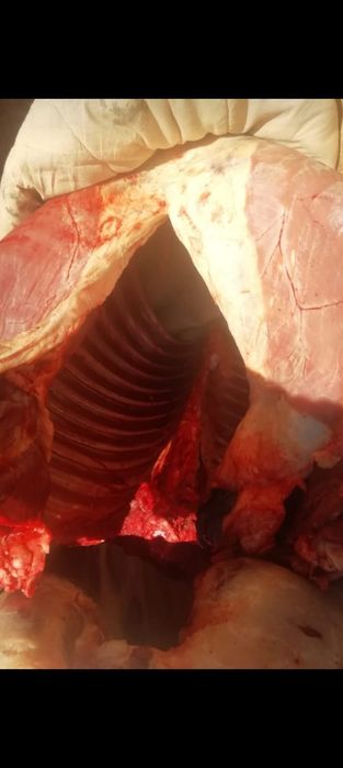 Бордақыда тұрған Дөнен жылқы сатамын.