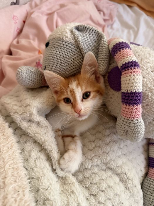 Подарявам женско котенце