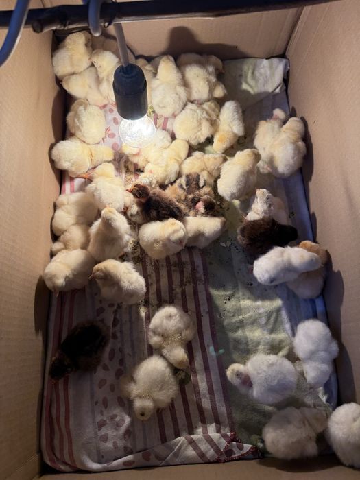 Цыплята домашние