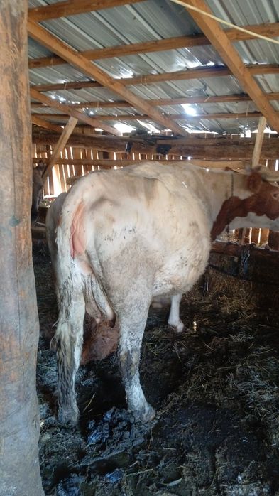 Vand vacii și juninci la prima fatare gestante împlinite de fatat și c