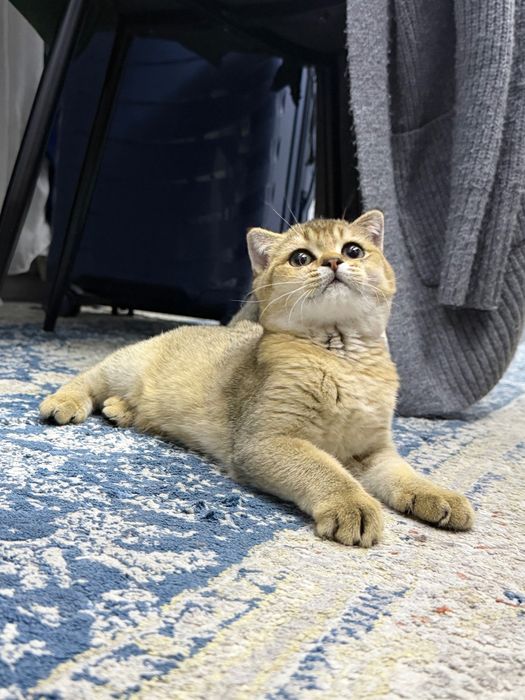 Золотая Шиншила кот