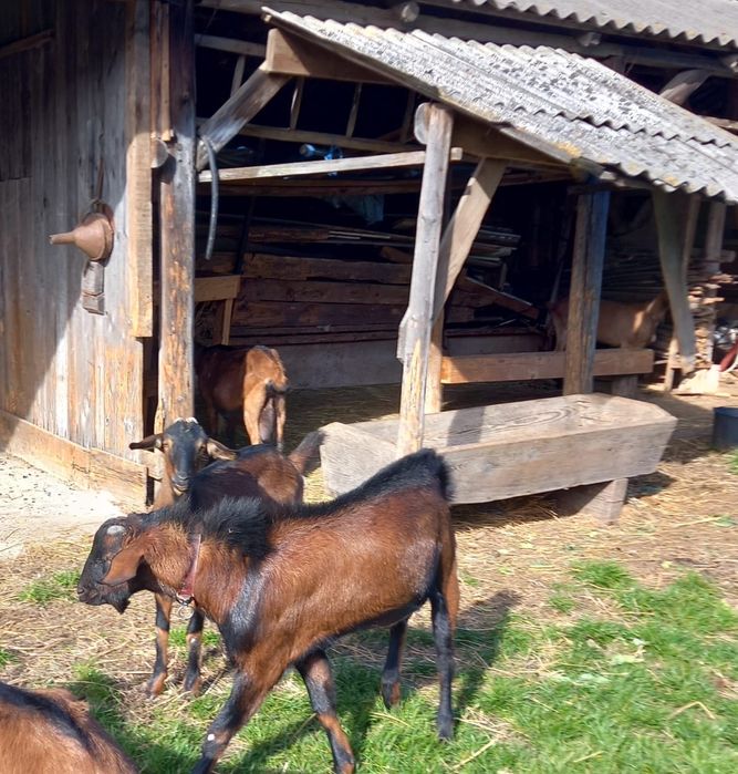 De vânzare țap alpin francez
