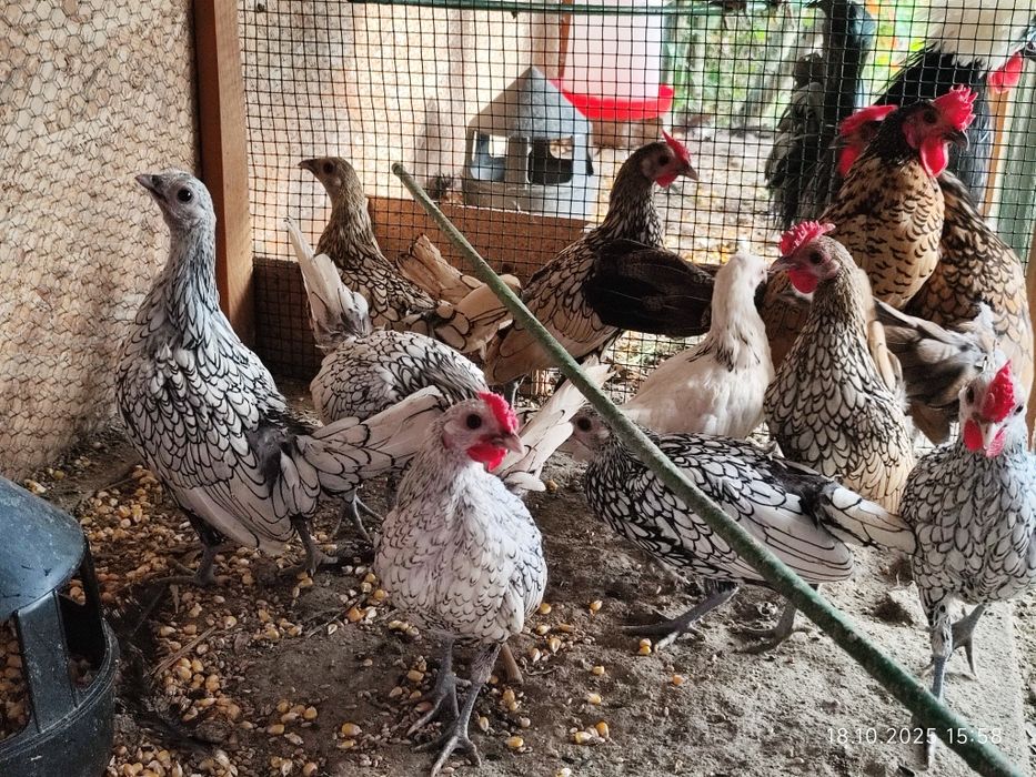 Cocoșei sebright și cocoșei pitici