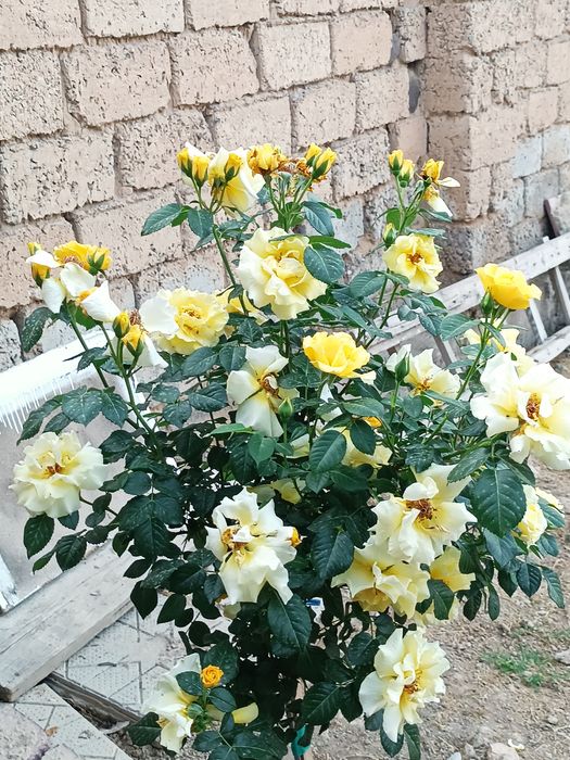 Shtamp atirgullari sotiladi